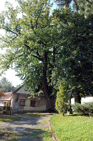 Památná lípa stáří 200 let, výška 31 m, obvod kmene 498 cm. 