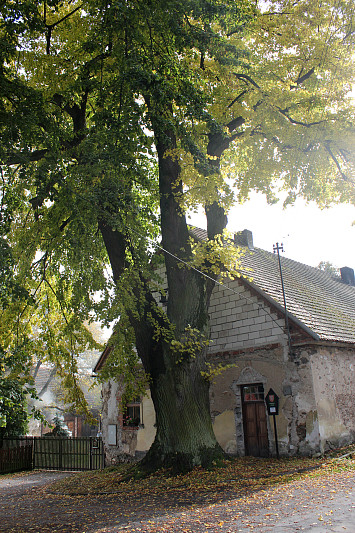 PAMÁTNÉ STROMY NA KASEJOVICKU BYLY ODBORNĚ OŠETŘENY